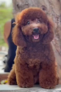 Buy Vaccinated Poodle Puppy from Kolkata